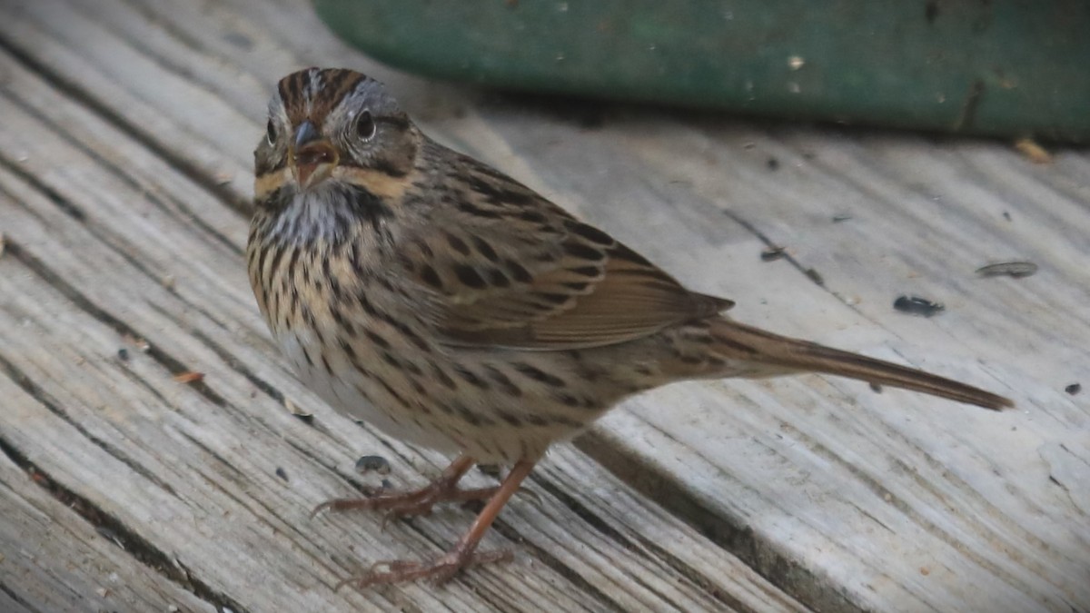 Lincoln's Sparrow - ML618319089