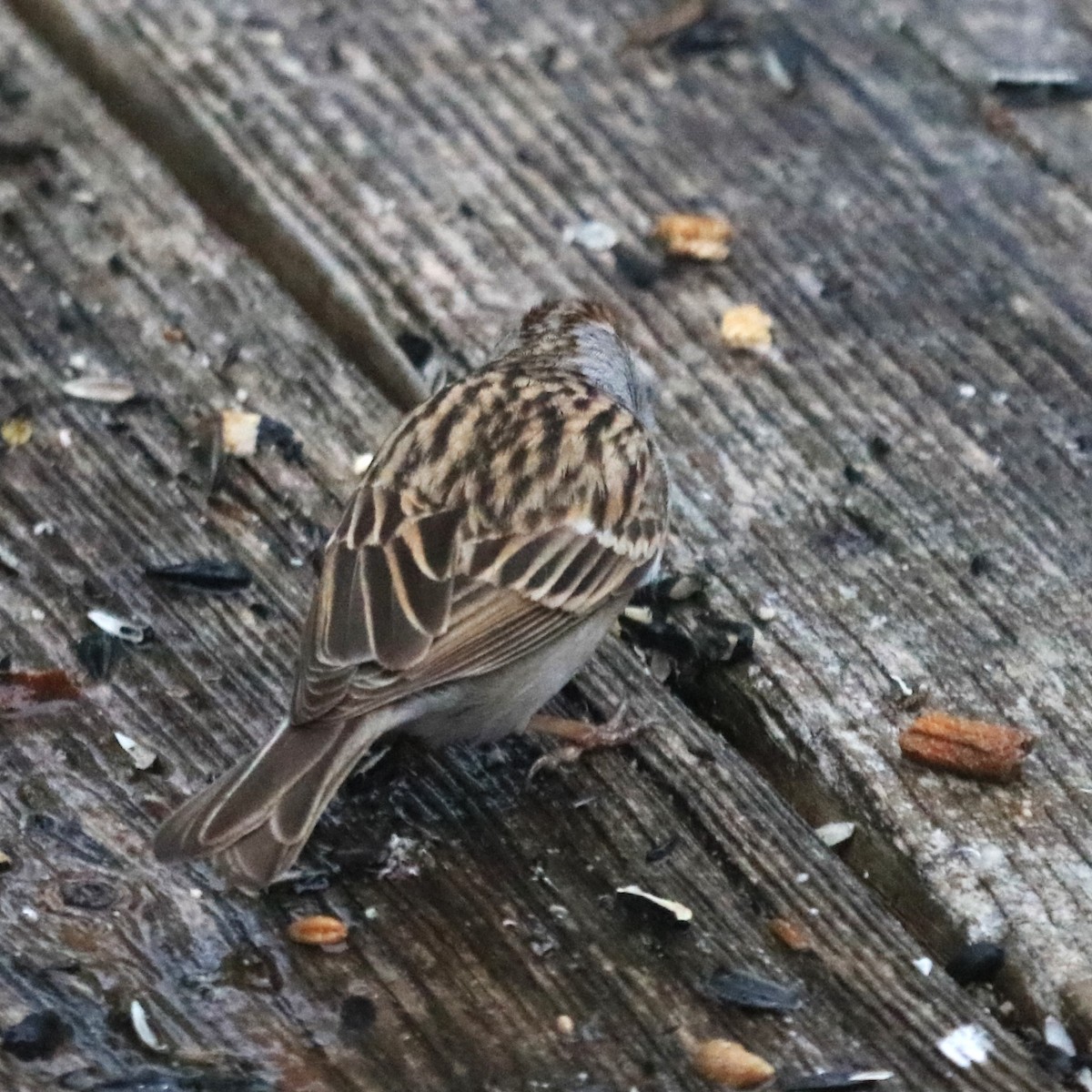 Lincoln's Sparrow - ML618319090