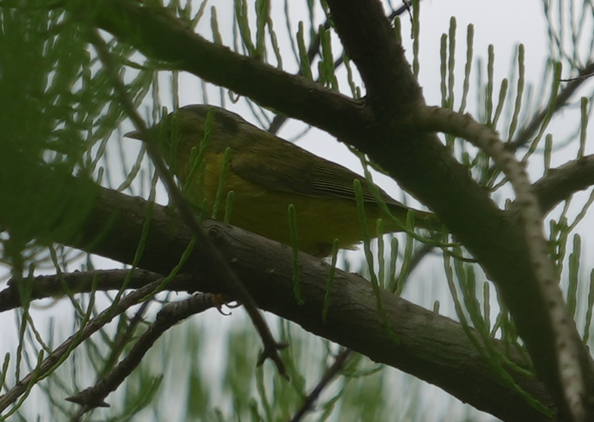 Mosquitero Soror - ML618319099