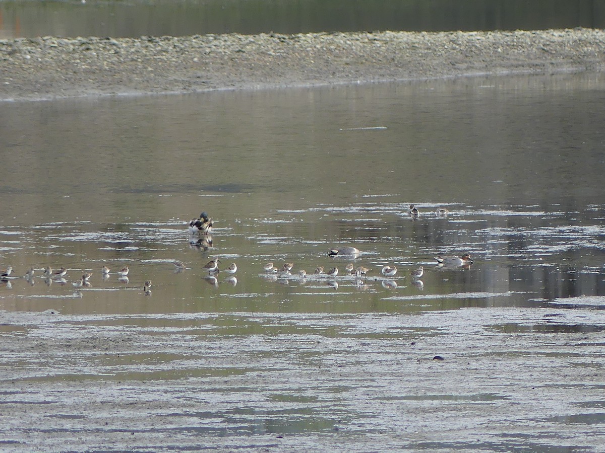 Dunlin - ML618319132