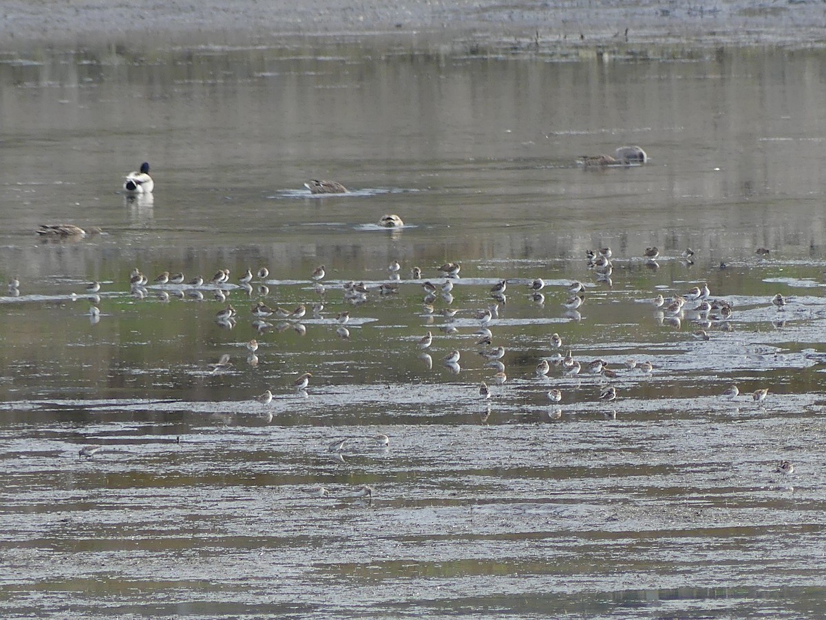 Wiesenstrandläufer - ML618319137