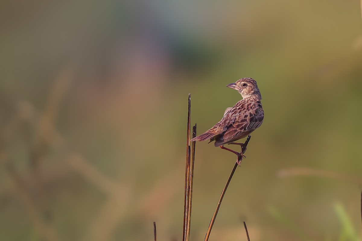 Bengal Bushlark - ML618319140