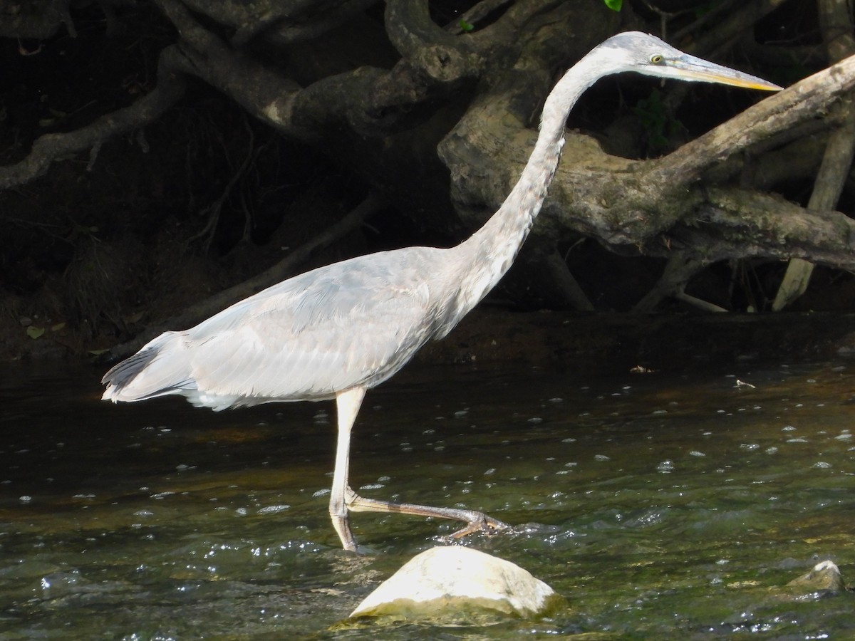 Great Blue Heron - Constance Griner