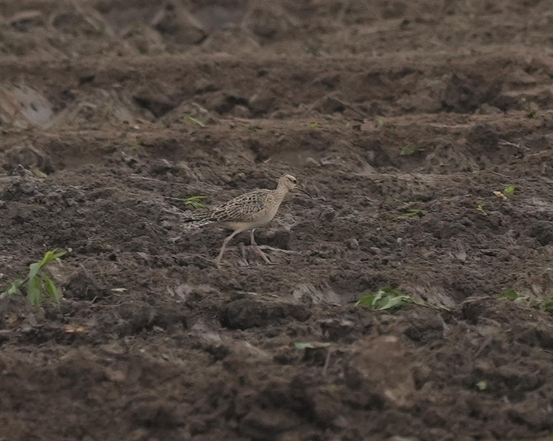 Little Curlew - Zhongyu Wang