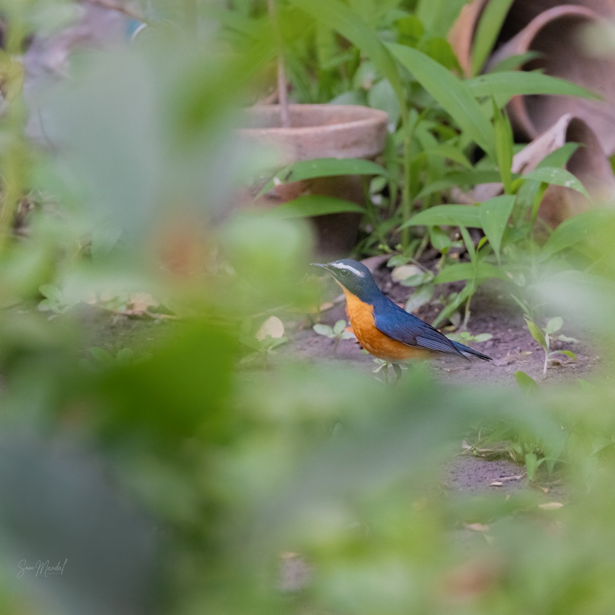 Indian Blue Robin - Som Mandal