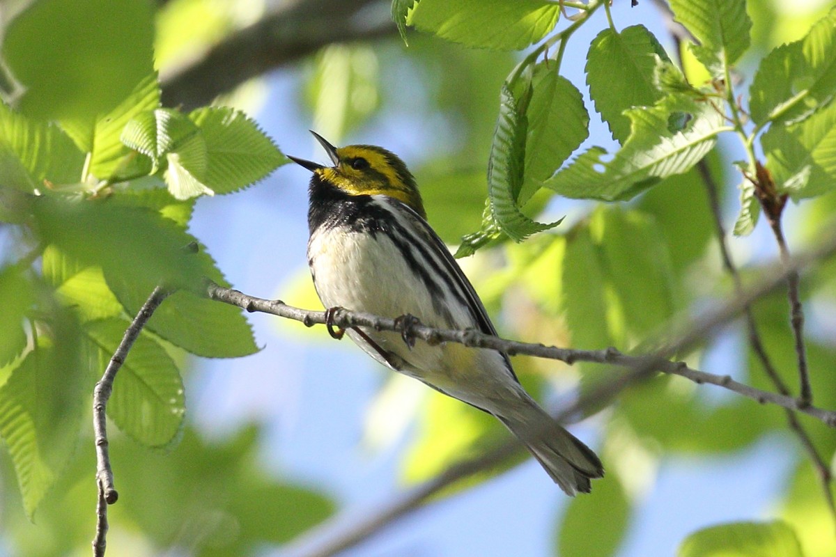 Black-throated Green Warbler - ML618319224