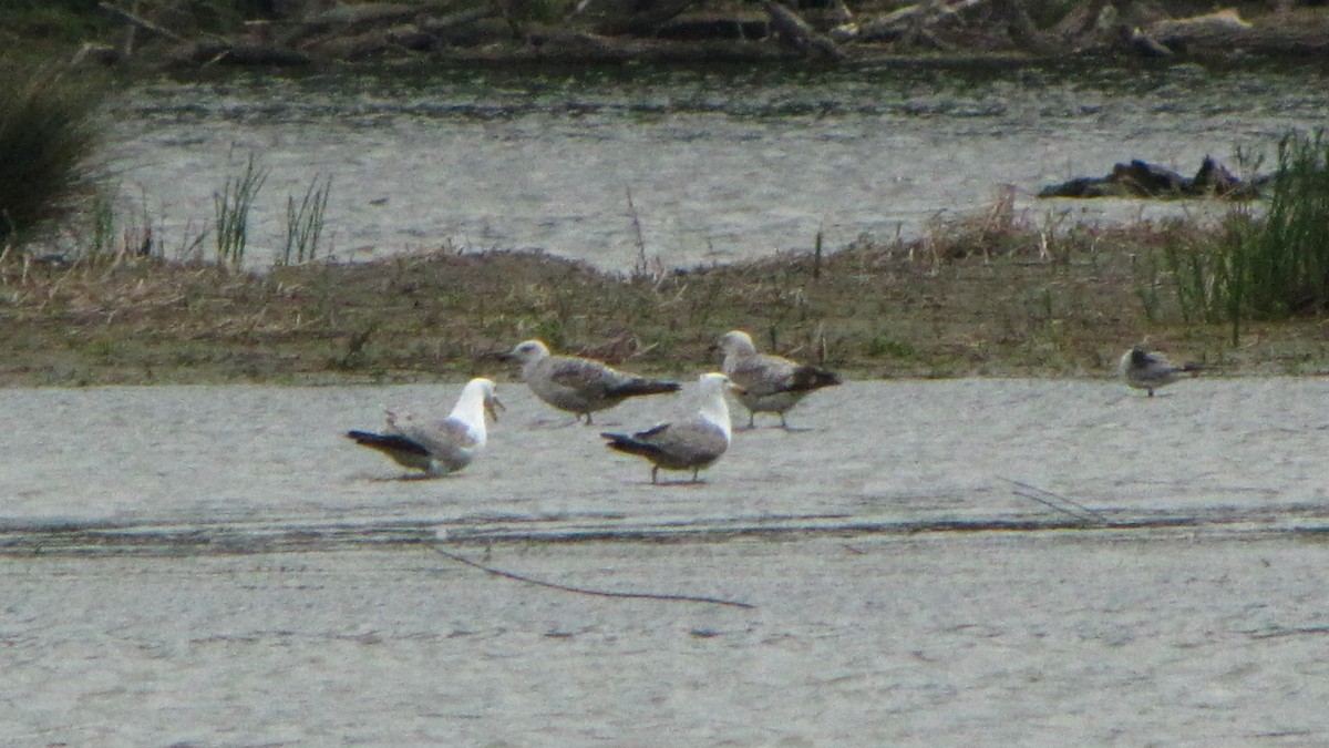 Caspian/Yellow-legged Gull - ML618319274