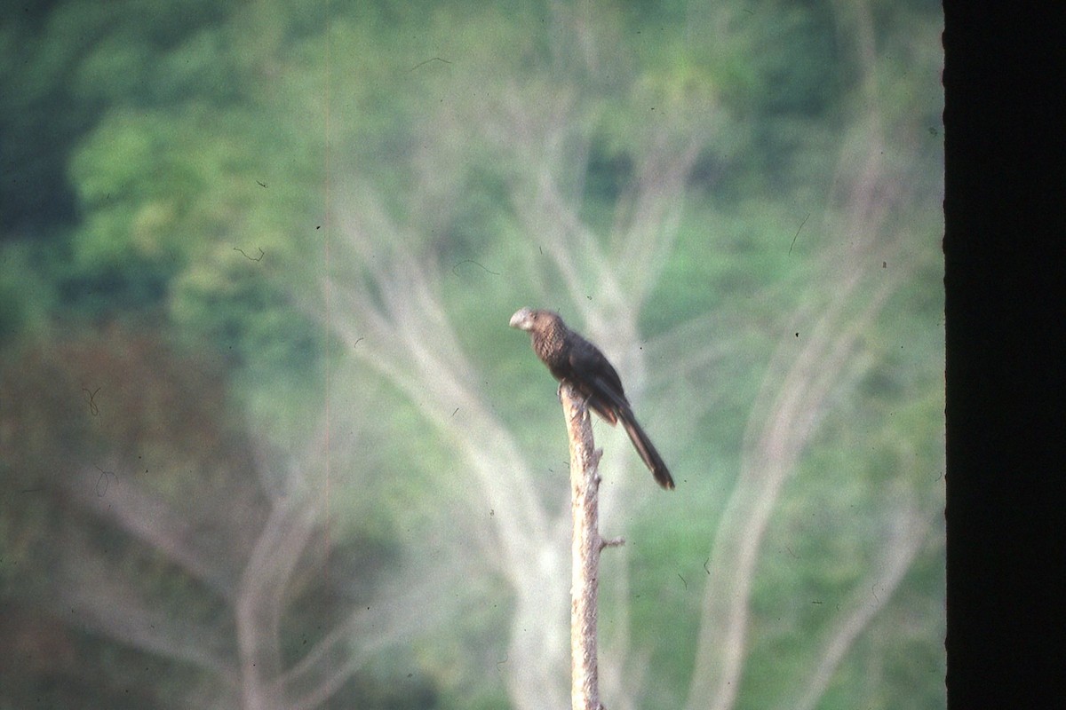 Groove-billed Ani - ML618319317