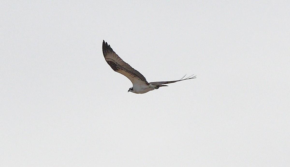 Águila Pescadora - ML618319333