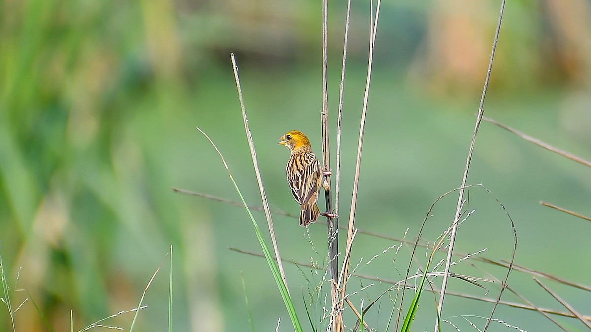 Baya Weaver - Som Mandal