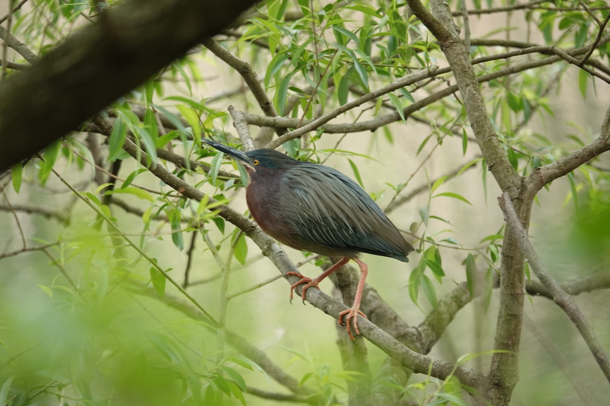 Green Heron - ML618319384