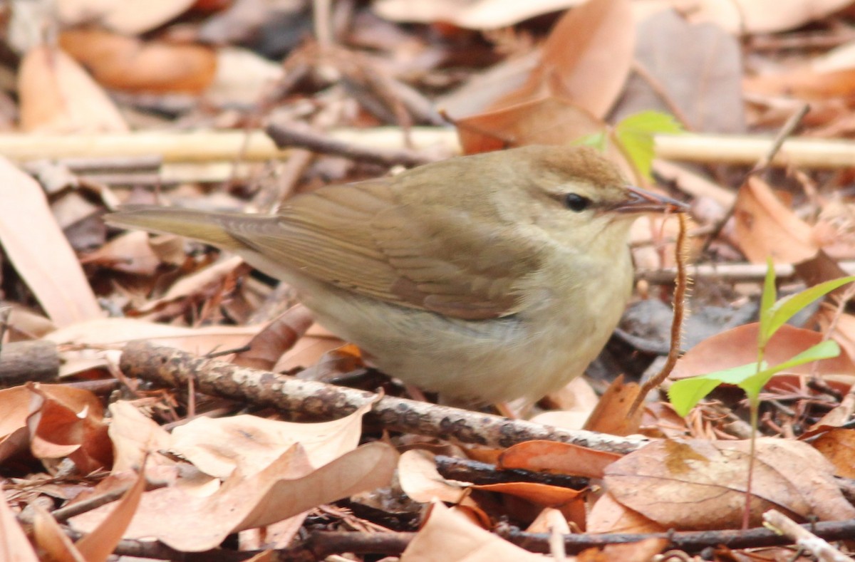 Swainson's Warbler - ML618319385