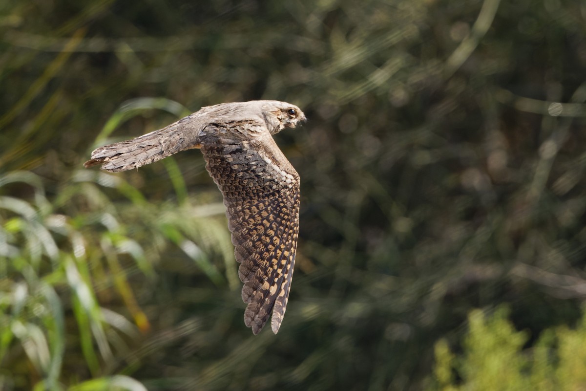 Eurasian Nightjar - Simon Lloyd