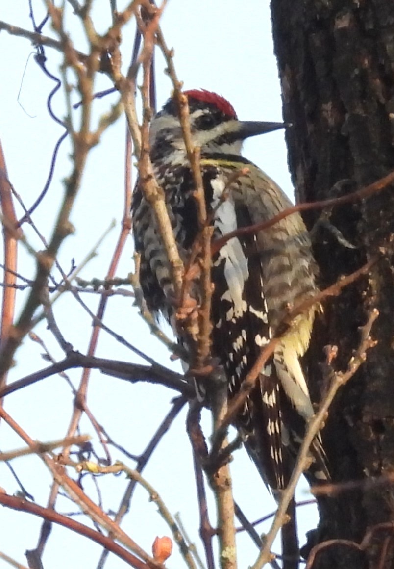 Yellow-bellied Sapsucker - Joanne Muis Redwood