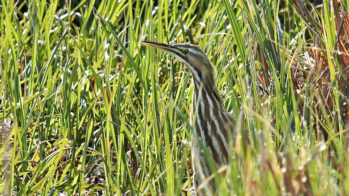 American Bittern - ML618319491