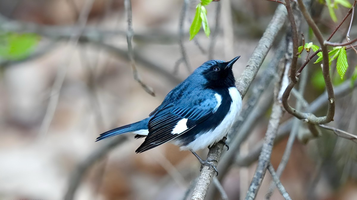 Paruline bleue - ML618319507