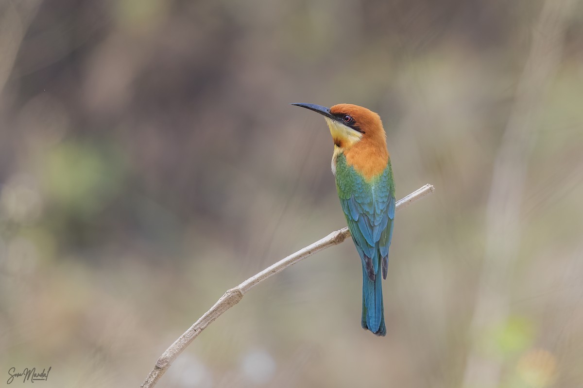 Chestnut-headed Bee-eater - Som Mandal