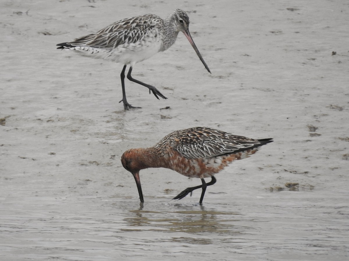 Bar-tailed Godwit - Luca Forneris