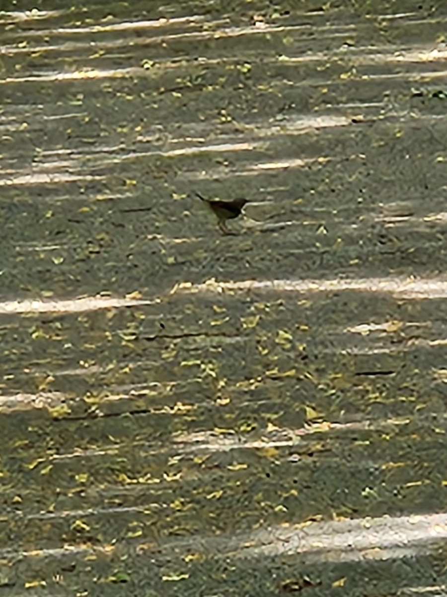 Northern Waterthrush - Jarod Hitchings