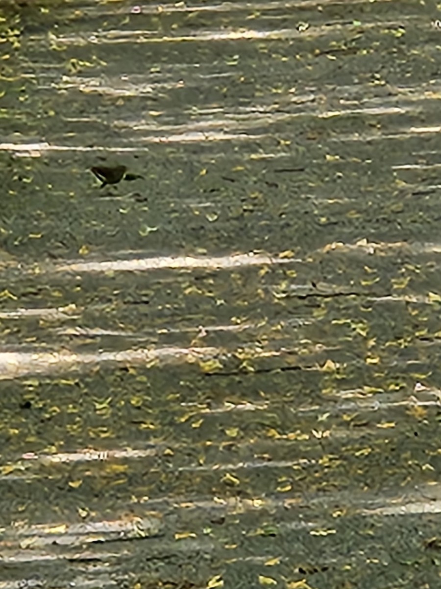 Northern Waterthrush - Jarod Hitchings