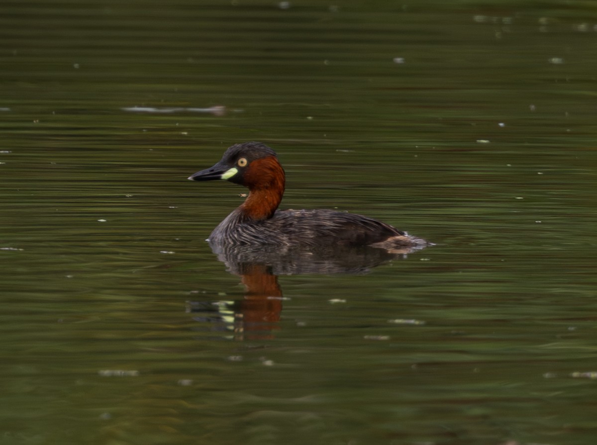 Little Grebe - ML618319541