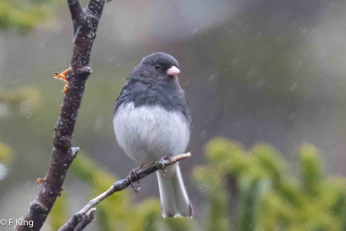 Junco ardoisé - ML618319571