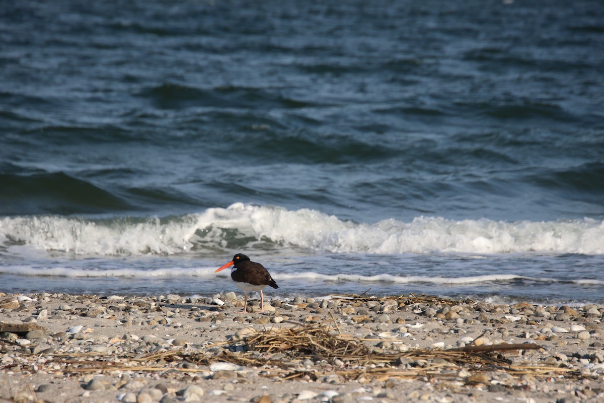 American Oystercatcher - Sharon Hirsch