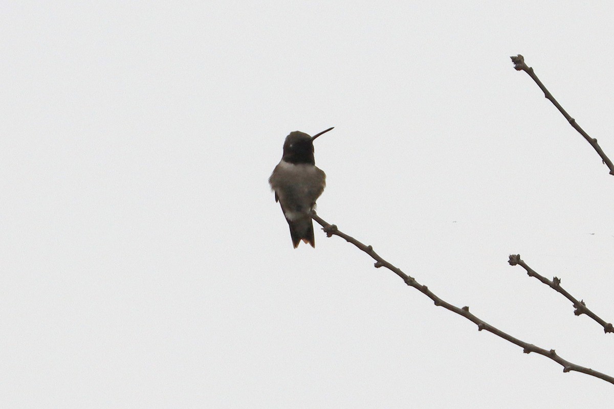 Ruby-throated/Black-chinned Hummingbird - Larry Van Buren