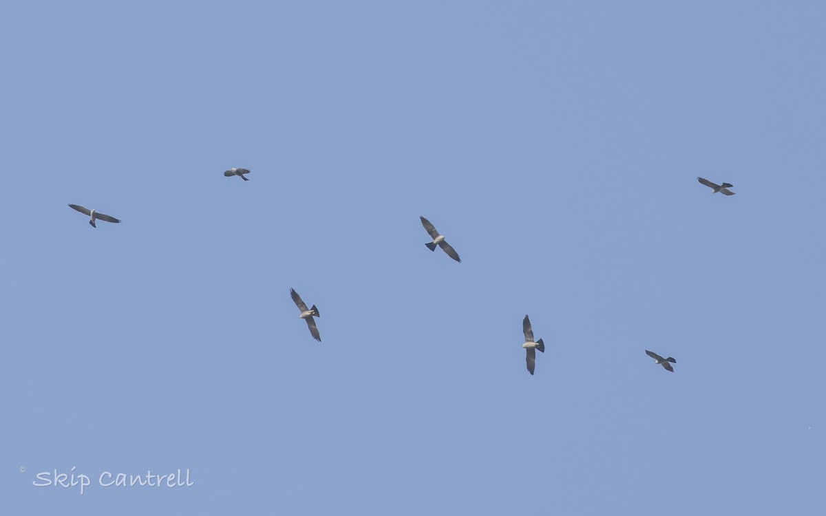 Mississippi Kite - Skip Cantrell