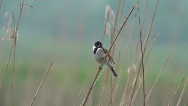 Reed Bunting - ML618319721