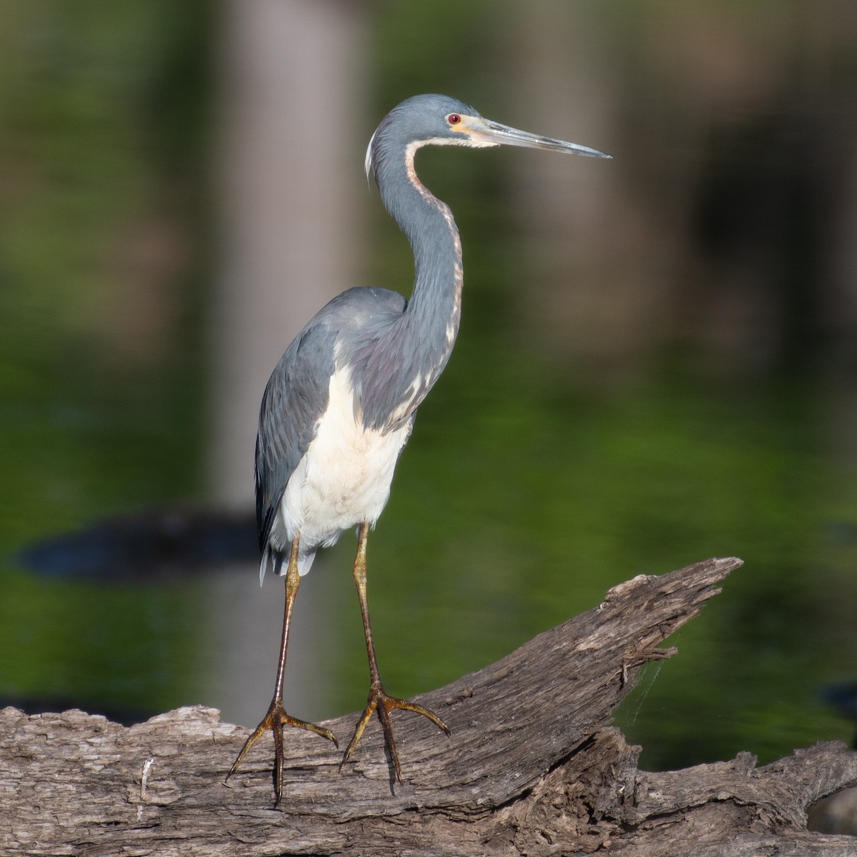 Tricolored Heron - ML618319777