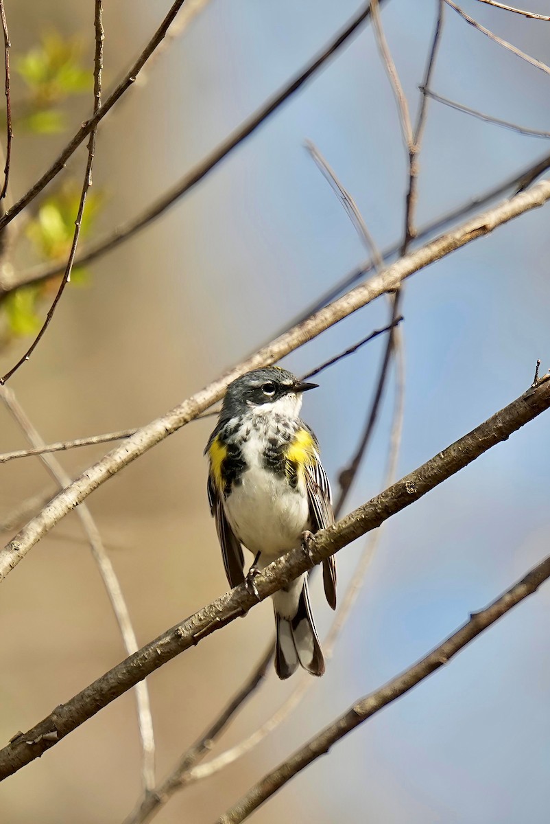 Yellow-rumped Warbler - ML618319805