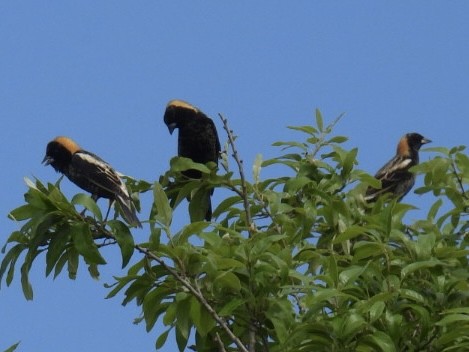 bobolink americký - ML618319829