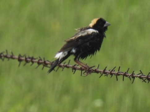 bobolink americký - ML618319830