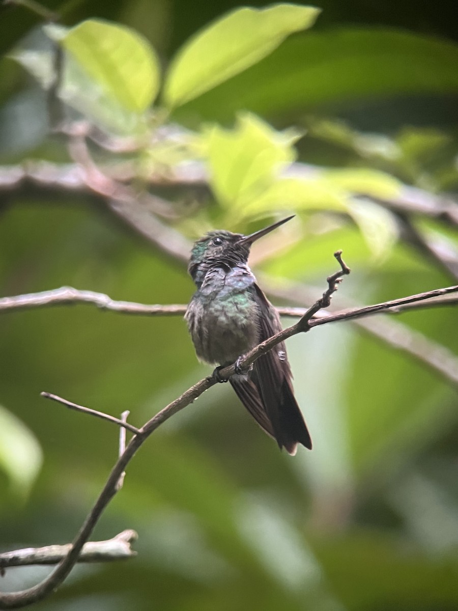 Blue-chested Hummingbird - Brenda Sánchez