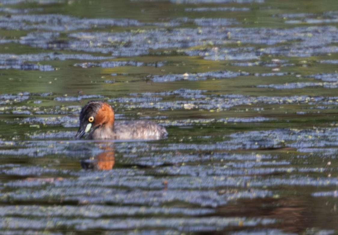 Little Grebe - ML618319855