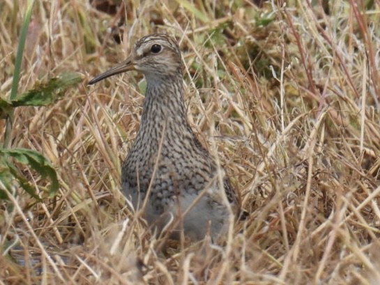 Pectoral Sandpiper - ML618319873