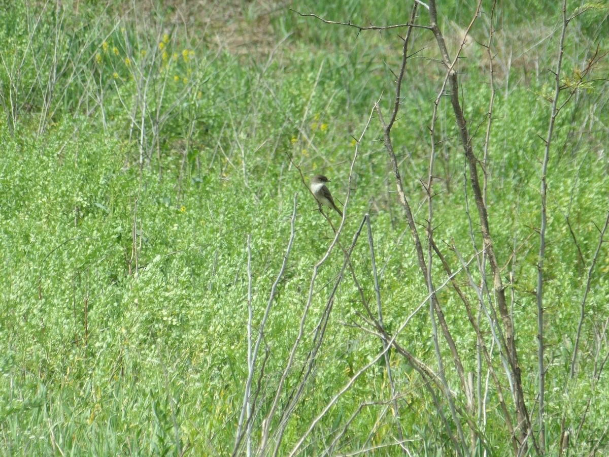 Eastern Phoebe - ML618319878