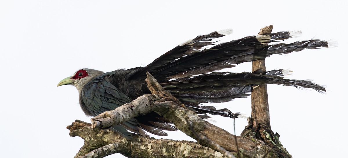 Green-billed Malkoha - Soo sing Loke