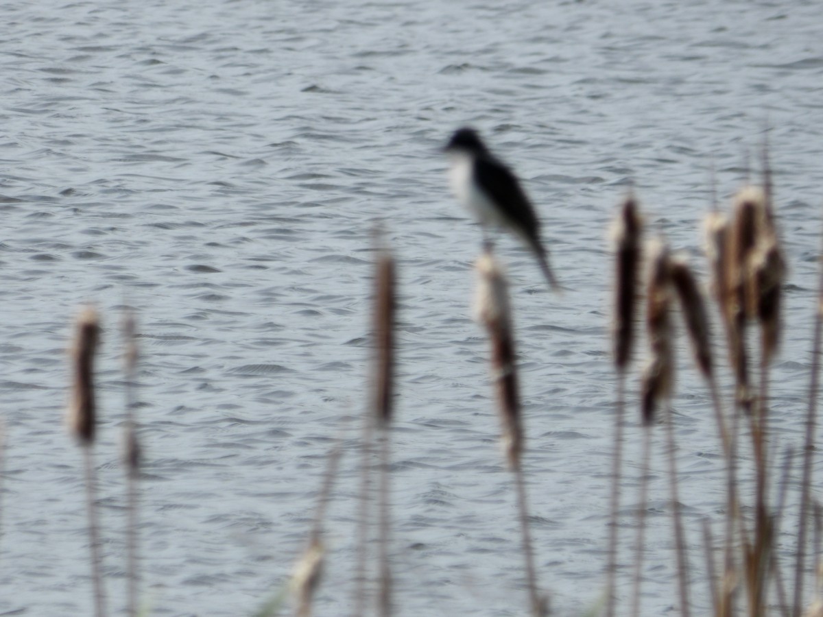 Eastern Kingbird - ML618319904