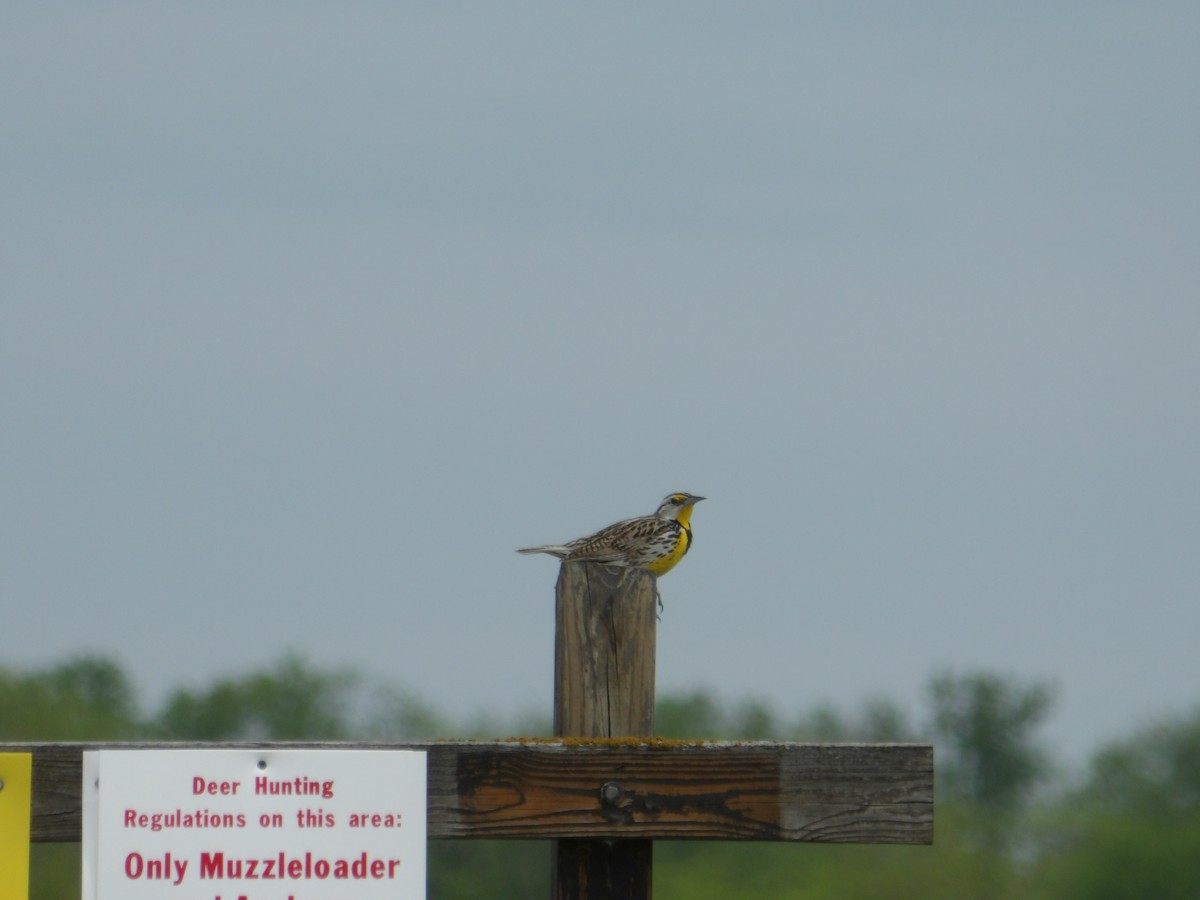 Eastern Meadowlark - ML618319925