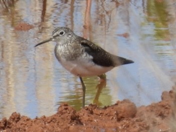 Solitary Sandpiper - Dorothy Thurman