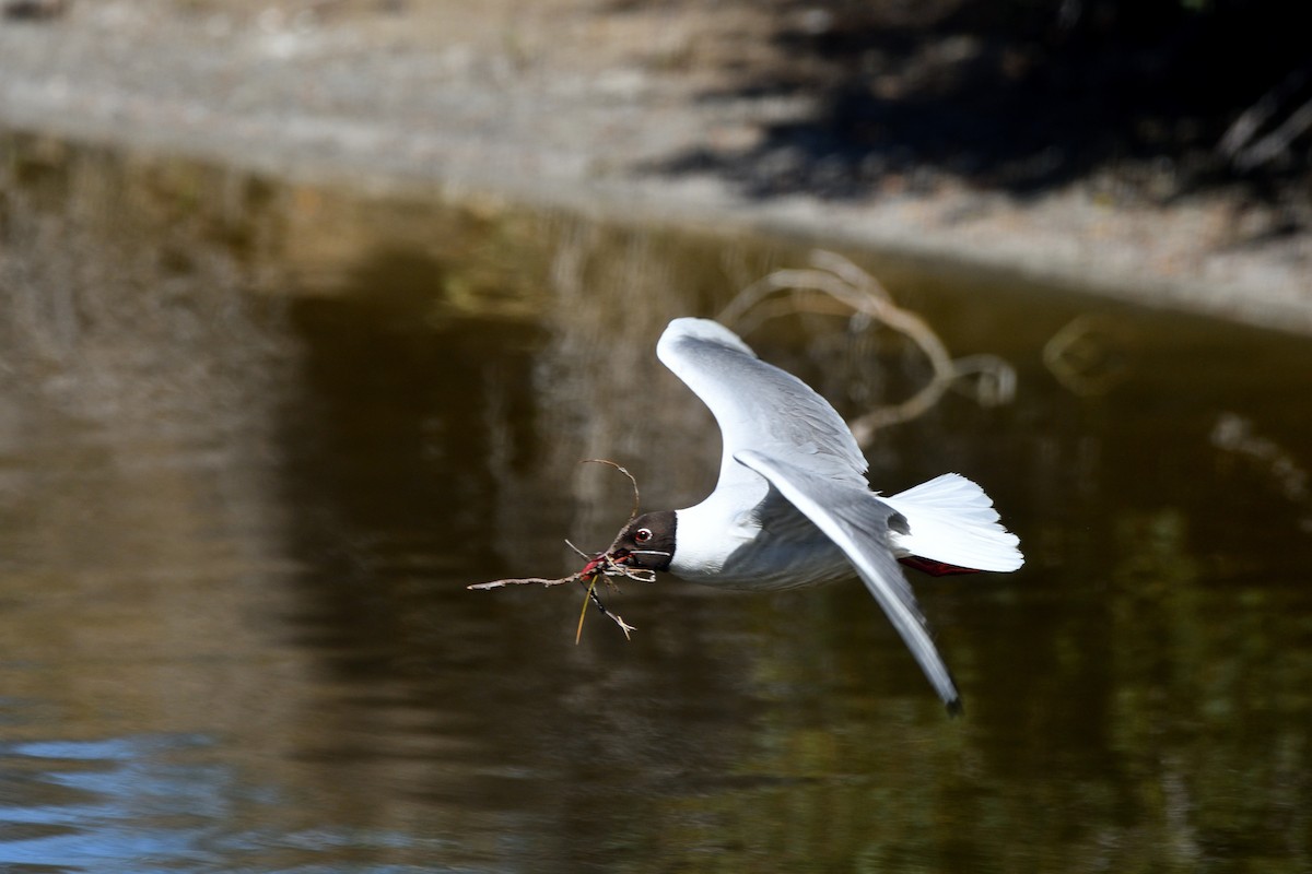 Black-headed Gull - ML618319994