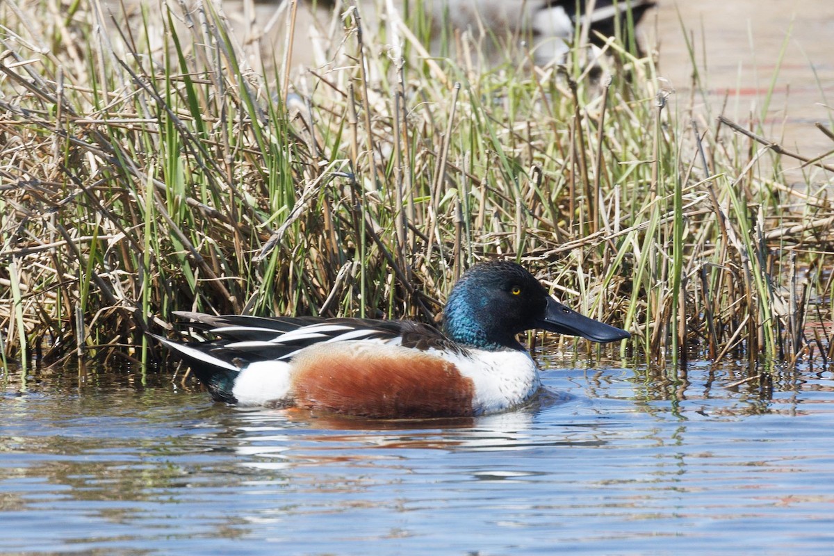 Northern Shoveler - ML618320001