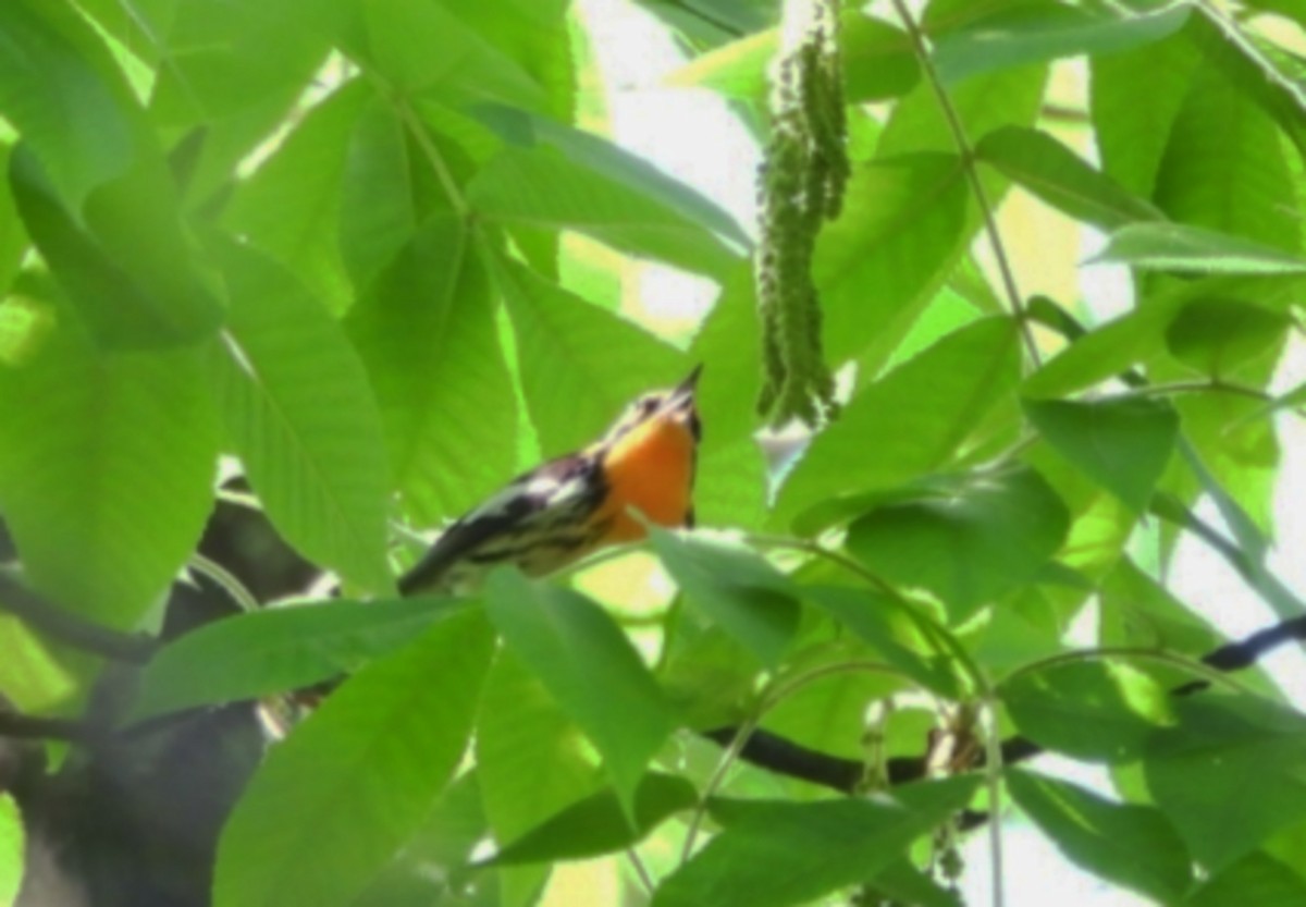 Blackburnian Warbler - Jeremy Dotson