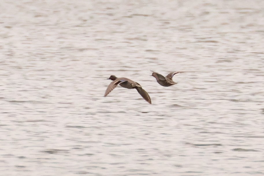 Blue-winged Teal - Ian Somerville