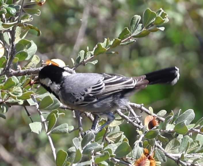 Ashy Tit - ML618320068