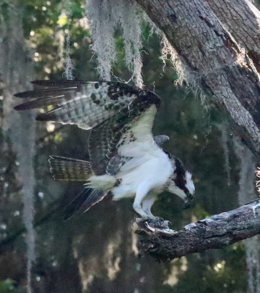 Osprey - Lloyd Davis