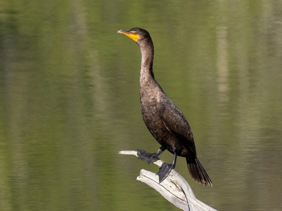 Double-crested Cormorant - Chris Fischer