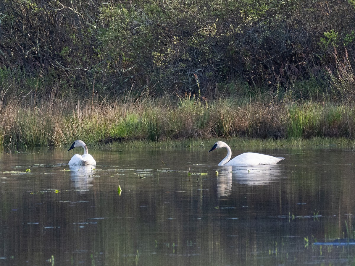 Trumpeter Swan - Chris Fischer